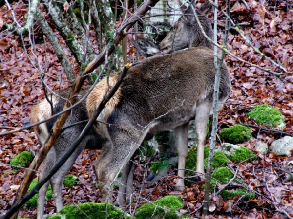 Tenerezze di mamma cervo